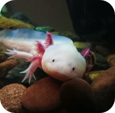 Axolotl